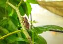 Rare cicadas return to UK after 30 years