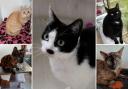 A number of cats at Cats Protection are looking to find their forever homes in Hampshire