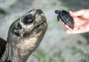 Goliath, a Galapagos tortoise at Zoo Miami, meets his first offspring (Zoo Miami via AP)