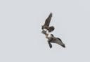 Daily Echo Camera Club member Jordan Callaghan caught this amazing moment as peregrine falcons passed food through the air.