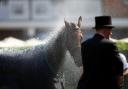 A horse is cooled down after the Ribblesdale Stakes on day three of Royal Ascot at Ascot Racecourse, Berkshire. Picture date: Thursday June 19, 2025.