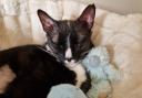 Max, the tuxedo cat, recovers at home after successful brain surgery