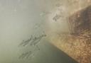 Juvenile salmon called smolt are struggling with barriers in the River Itchen