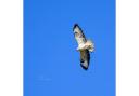 A Leucistic Buzzard, also known as a White Buzzard, swooping in the sky in Bishopstoke.