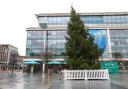 The wonky tree in Guildhall Square, 2018.