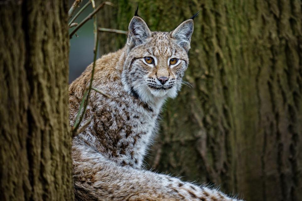 born-free-foundation-reveals-dangerous-wild-animals-in-hampshire