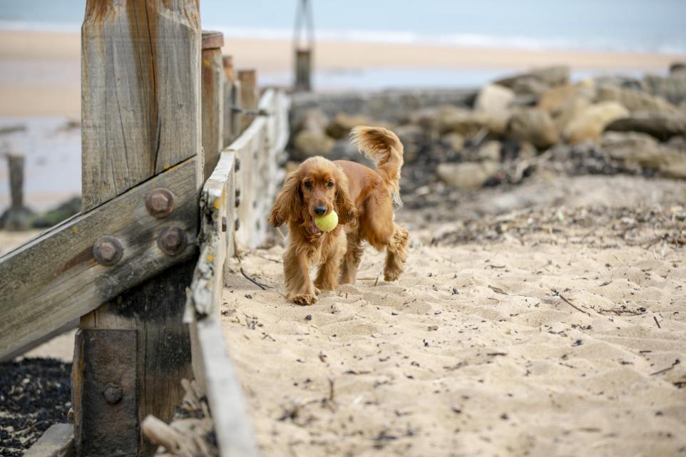 dog-owners-warned-of-dangerous-palm-oil-at-uk-beaches-daily-echo