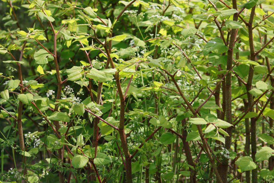 Why Japanese Knotweed is bad and how to get rid of it | Daily Echo