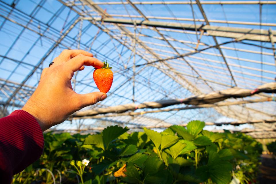 First Hampshire Strawberries Of 2024 At Westlands Farm Shop 