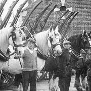 Southampton corporation horses.