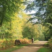 Ponies in the New Forest. Picture: Tripadvisor.