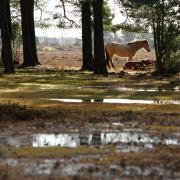 The initiative introduces the public to the dense wildlife and diverse habitats of the New Forest