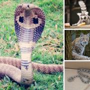 More than 280 dangerous and wild animals have been registered at private addresses in Hampshire. Picture: PA