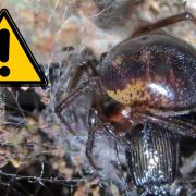 False Widows have long been established in the UK with first recorded siting in the UK coming in the 1870s