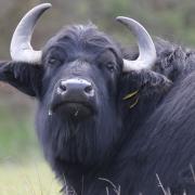 A water buffalo