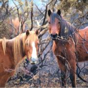 New Forest ponies. Picture: Trevor Stadd