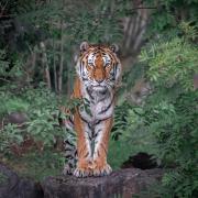 Marwell Wildife has announced the death of Amur tiger Bagai