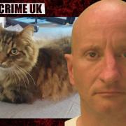 The Brighton Cat Killer