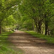 Pamela Barnwell, 88, was walking her dog in the New Forest when she was injured by a cow.