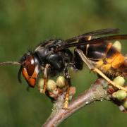 A generic photo of an Asian Hornet, also known as the yellow-legged hornet.
