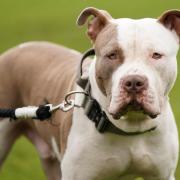 File picture of an XL Bully (Jacob King/PA)