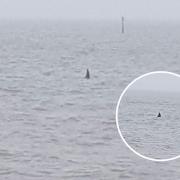 David Rogers captured these photos of what appears to be a shark fin in Southampton Water