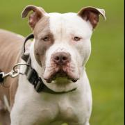 A ban on XL Bully dogs came into force in England and Wales in 2023 and Scotland will follow in August 2024.