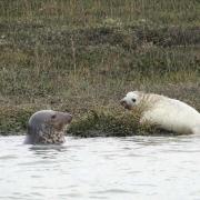 First seal pup in Hampshire waters is born on the Beaulieu River