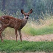 Deer can be a danger to motorists