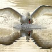 A fundraiser has been launched to provide a reward for information after a swan was killed in Southampton
