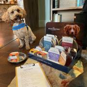 Cassie eyes up the range of drinks for dogs at The Four Horseshoes in Nursling