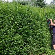 A boundary hedge is a hedge that separates you and your neighbour's gardens.