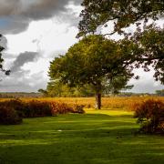 The New Forest has a huge range of choice for walking routes