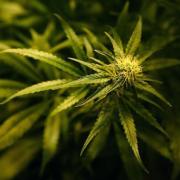 Man caught with cannabis in Southampton among those sentenced at court