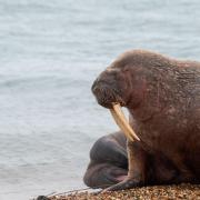 A young make Walrus, which visited Calshot in Hampshire resting on the beach.