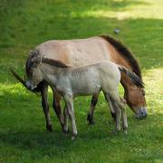 Four new Przewalski's foals have arrived at Marwell Zoo. The rare species were extinct in the wild for nearly 40 years.