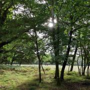 Trees in Roydon Woods Nature Reserve. Picture: HIWWT