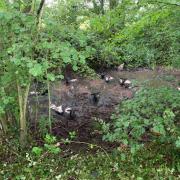 Sheep rescued from bog at Lee in Hampshire