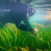 Seagrass seed being collected at Seaview, Isle of Wight