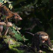 Two early mammals