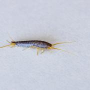 The small grey insects can be found in homes all year round but they particularly thrive in rooms with high humidity.