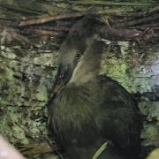 Hamerkop chick joins parents on branch after fledging at zoo