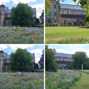 Romsey Abbey wildflower meadow