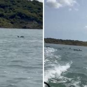 The video shows a playful pod of dolphins