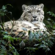 Marwell Zoo has reported the passing of Irina, one of their snow leopards