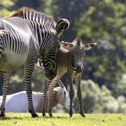 Marwell Zoo welcomed a newborn Grevy’s zebra foal