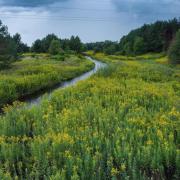 Japanese Knotweed Ltd has shared that invasive plants are increasingly becoming a common sight in most British landscapes