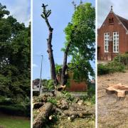 The chestnut tree outside Romsey library