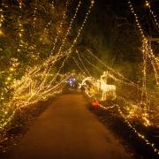 The light up trail returns to Sir Harold Hillier Gardens this winter