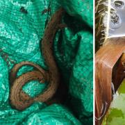 Grass snakes in a garden in Mansbridge